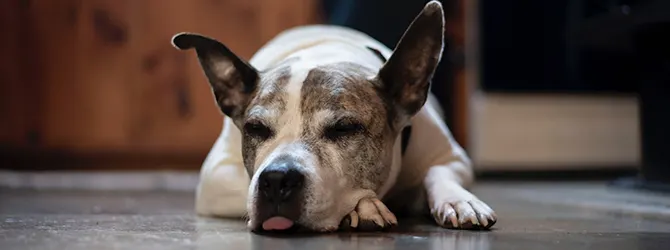 Cherry Eye - Does Your dog Have Cherry Eye beagle with cherry eye in right eye