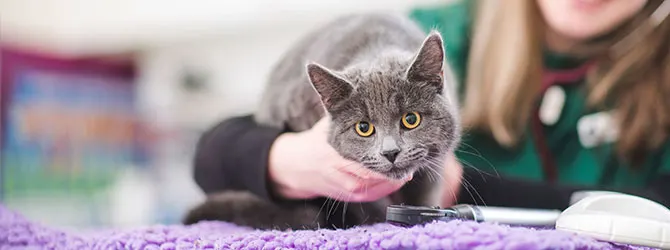 Rehoming Your Cat: A Guide for Cat Owners cat receiving attention at veterinary surgery