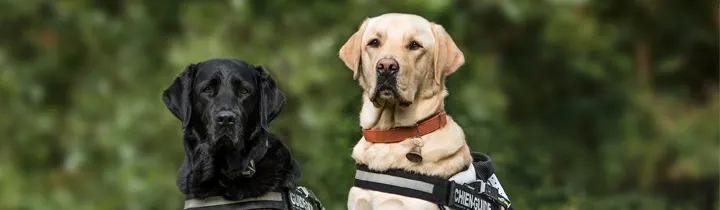 Expert Tips to Prevent Dog Lead Pulling black dog walking with a harness