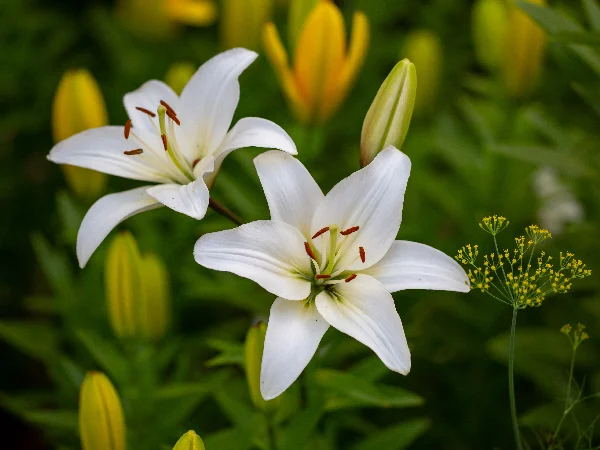 Poisonous plants for cats Poisonous plants for cats