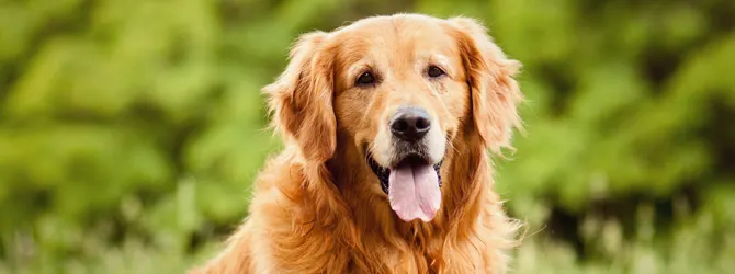 Senior Dog Care - Senior Health Checks Old Golden Retriever Dog