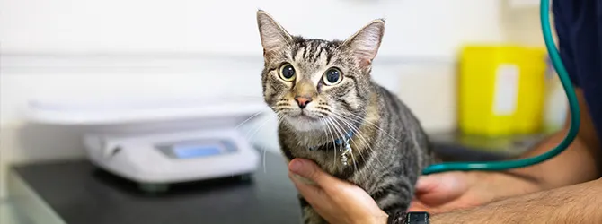 Dementia in Cats - Does My Cat Have Dementia white cat sitting on beam for article on feline dementia
