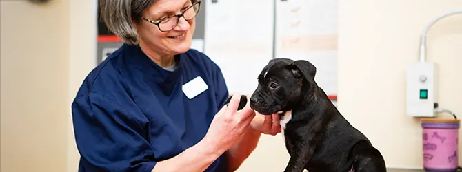 A vet carrying out a puppy's first health check A photo of a vet carrying out a puppy health check. A puppy health check includes dental health checks, heart and lung listening, joint assessments, weight checks, and more.