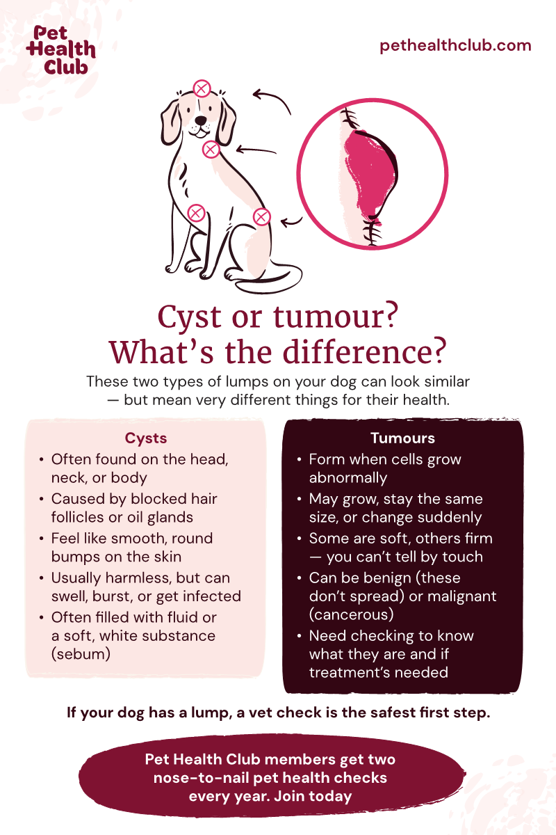 Pet Health Club infographic on the difference between cysts and tumours in dogs Wondering what the difference between a dog cyst and a dog tumour is? This Pet Health Club infographic explains it all.