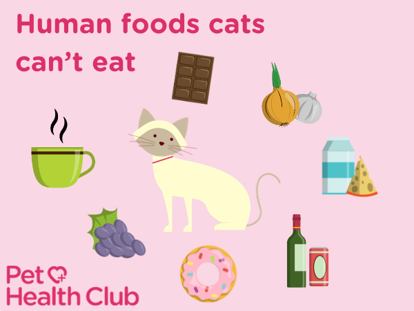 human foods cats can eat human foods cats can eat
