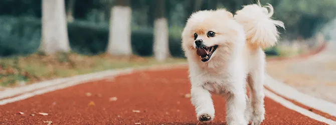 Pomeranian | Owner's Guide pomeranian running on redbrick path