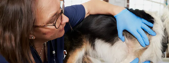 Pyoderma in Dogs: Symptoms, Causes, Treatment Image of a dog with a skin issue for article on pyoderma in dogs