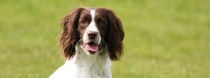 Springer Spaniel | Owner's Guide springer spaniel with tongue out