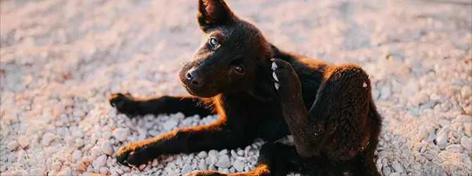 Puppy itching with hind leg Photo of a puppy itching their ear with their hind leg, accompanying an article on puppy flea treatment and puppy flea prevention.