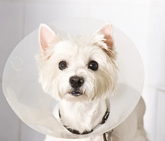 Chemical castration in dogs Castrated dog in cone for article on castration in dogs