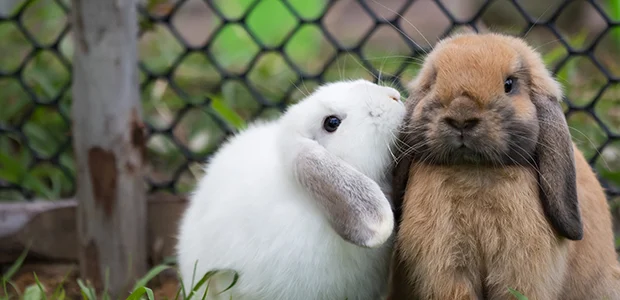 A rabbit nibbling another rabbit's ear A rabbit nibbling another rabbit's ear, part of rabbit's pet love language
