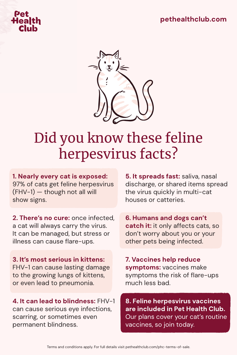 Pet Health Club infographic on the eight surprising facts on feline herpesvirus Infographic listing eight interesting facts about feline herpesvirus