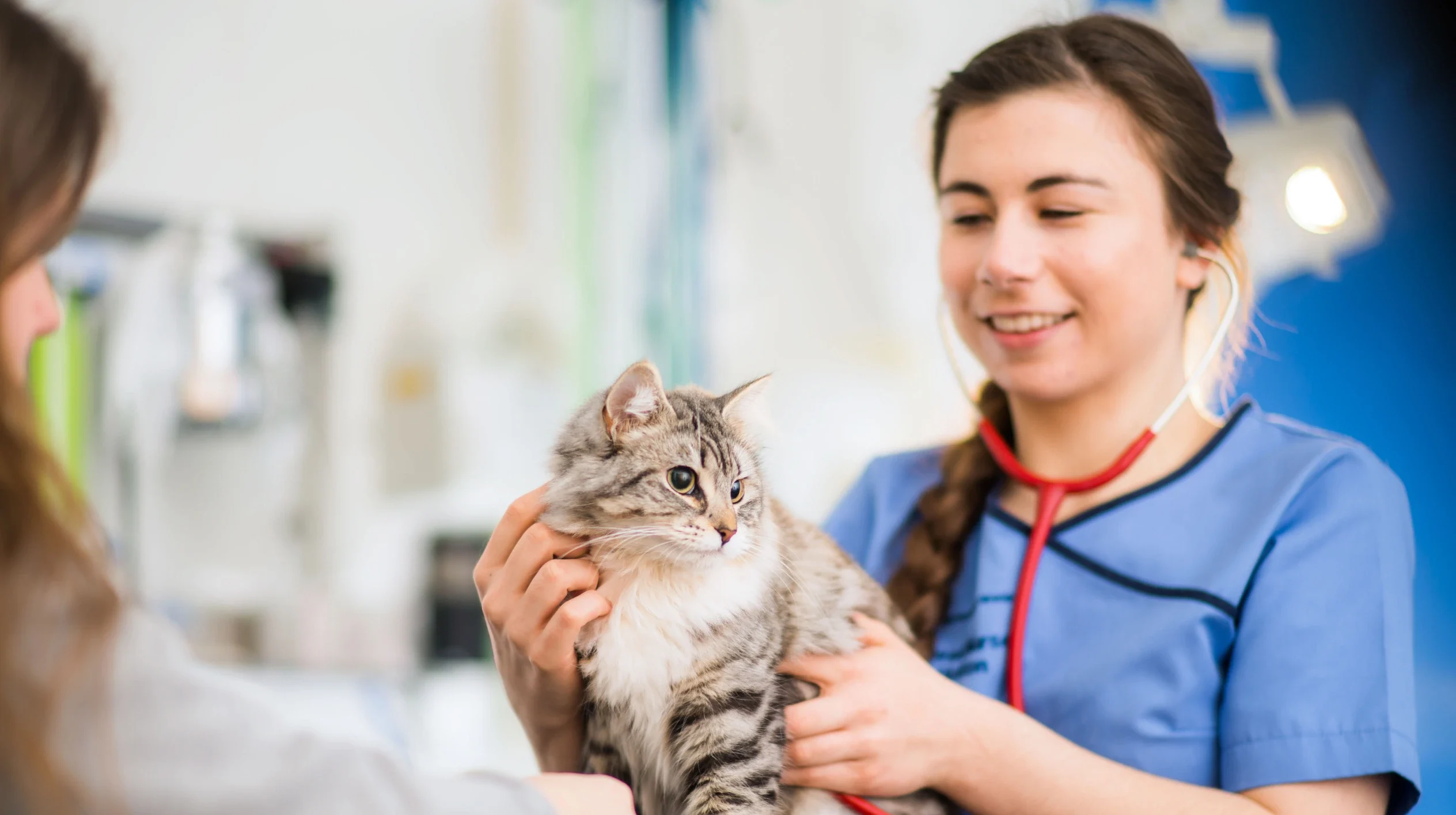 A vet is holding a cat whilst using a stethoscope A vet is holding a cat whilst using a stethoscope