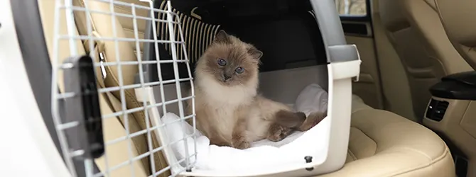The ultimate cat carrier guide Himalayan cat sitting comfortably in a cat carrier on a car seat, highlighting safe travel solutions for cats and ideal for road trips or vet visits.