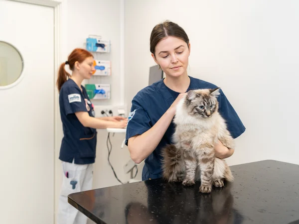 cat at vets for article on how to groom your cat cat at vets for article on how to groom your cat