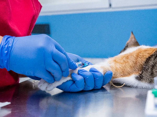 vet diagnosing feline distemper with a blood test vet diagnosing feline distemper with a blood test