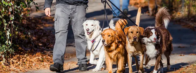 How Often Should You Walk Your Dog a group of dogs walking in the park