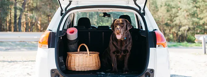 Dogs And Driving - Guide For Dog Car Travel chocolate labrador in back of car