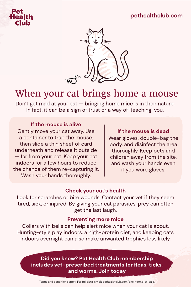 Pet Health Club infographic on what to do when your cat brings home a mouse An infographic on what to do when your cat brings home a mouse, with extra tips on how to prevent mouse-catching in the future.