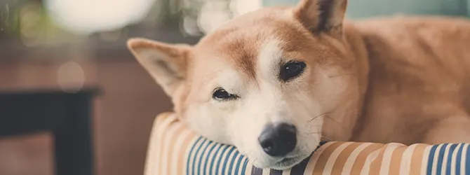 Is Your Dog Scared of Thunder - Dog Anxiety dog hiding under blanket