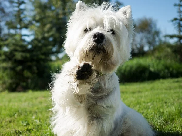 Image of a dog doing a trick for article on dog enrichment ideas Image of a dog doing a trick for article on dog enrichment ideas