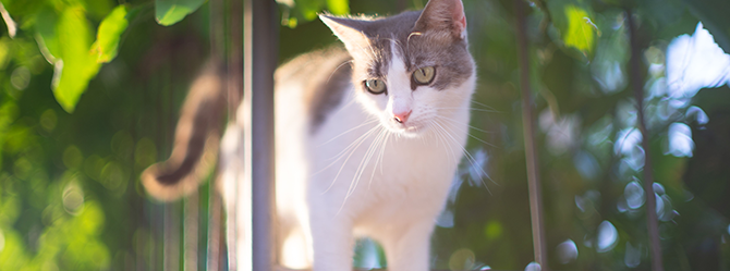 cat-sunscreen-hero If your cat spends a lot of time in the sun, they might benefit from cat sunscreen.