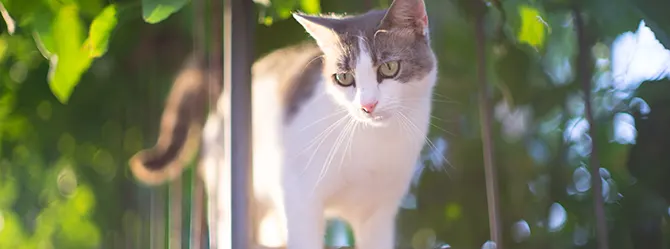 cat-sunscreen-hero If your cat spends a lot of time in the sun, they might benefit from cat sunscreen.