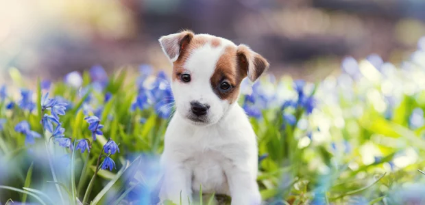 cute brown and white puppy sitting in flowers cute brown and white puppy sitting in flowers
