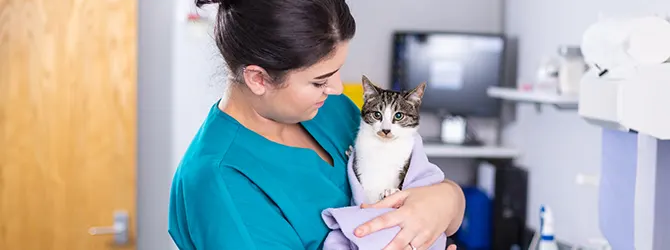 Cat womb infections - symptoms of pyometra ginger and white cat looking out of window