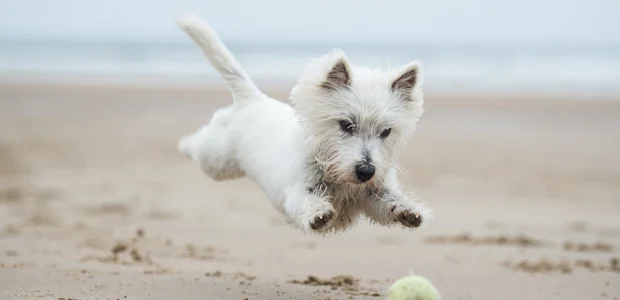 west highland terrier chasing a ball on the beach west highland terrier chasing a ball on the beach