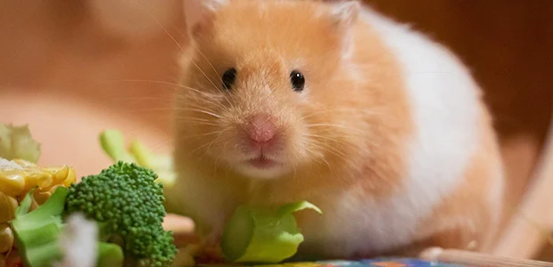 hamster and vegetables hamster and vegetables
