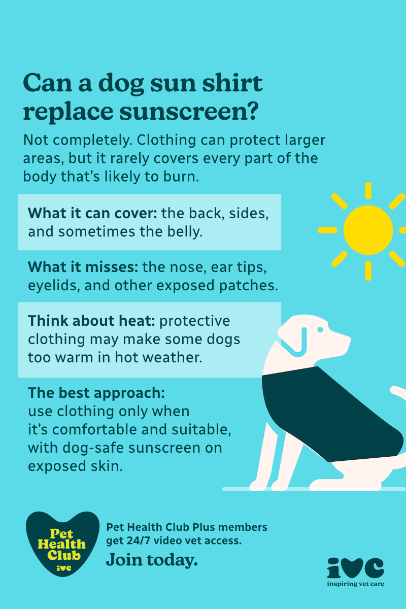Dog sun shirtt infographic Wondering if a sun jacket can replace dog sunscreen? These protect most of the body, but many at-risk areas won't be covered. Our infographic explains all.