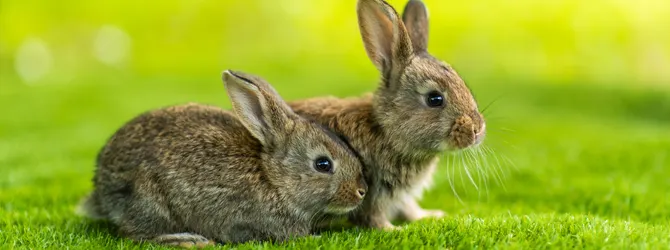 5 Summer Tips for Rabbit Owners two bunnies on field with dandelions