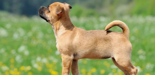 Jug puppy in a field Jug puppy in a field