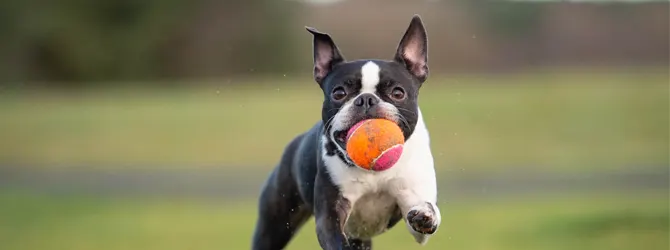 Boston Terrier - Is It The Right Dog For You a boston terrier with an orange ball in its mouth