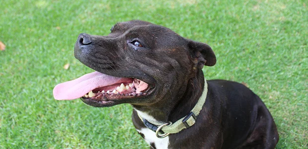 black staffie with tongue out black staffie with tongue out