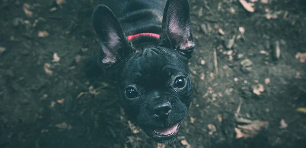 french-bulldog-body-1.jpg Black French Bulldog looking up