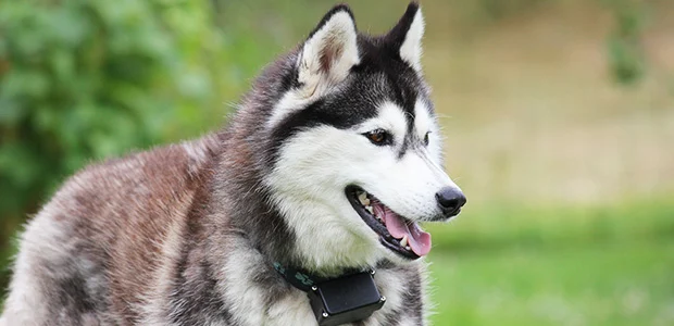 husky with tongue out husky with tongue out
