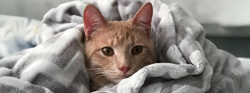 Can cats get colds? hero image Image of a cat in a blanket for article on can cats get colds