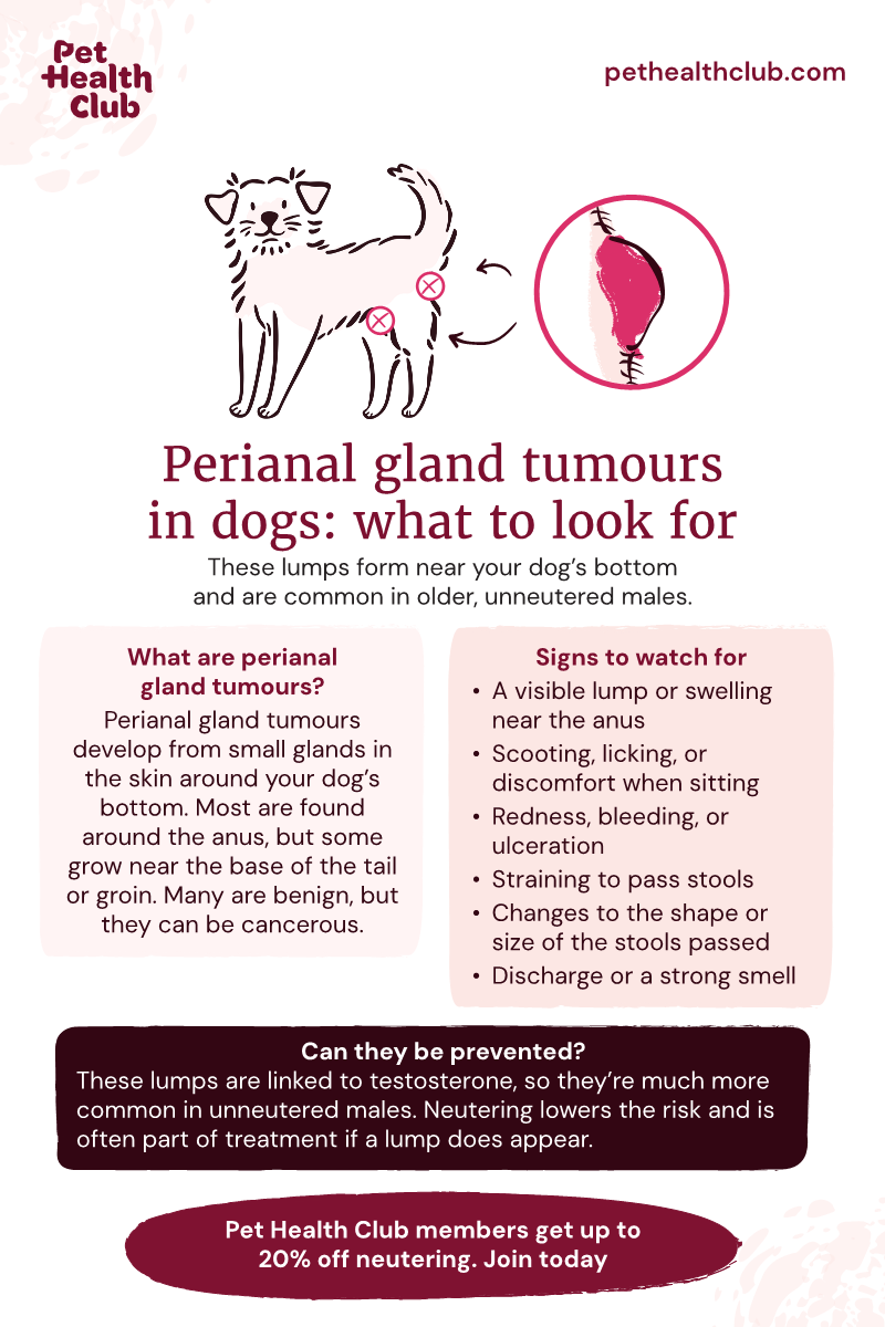 Pet Health Club infographic on perianal gland tumours in dogs Pet Health Club infographic explaining what perianal gland tumours in dogs are, how to spot them, and why neutering can prevent them.