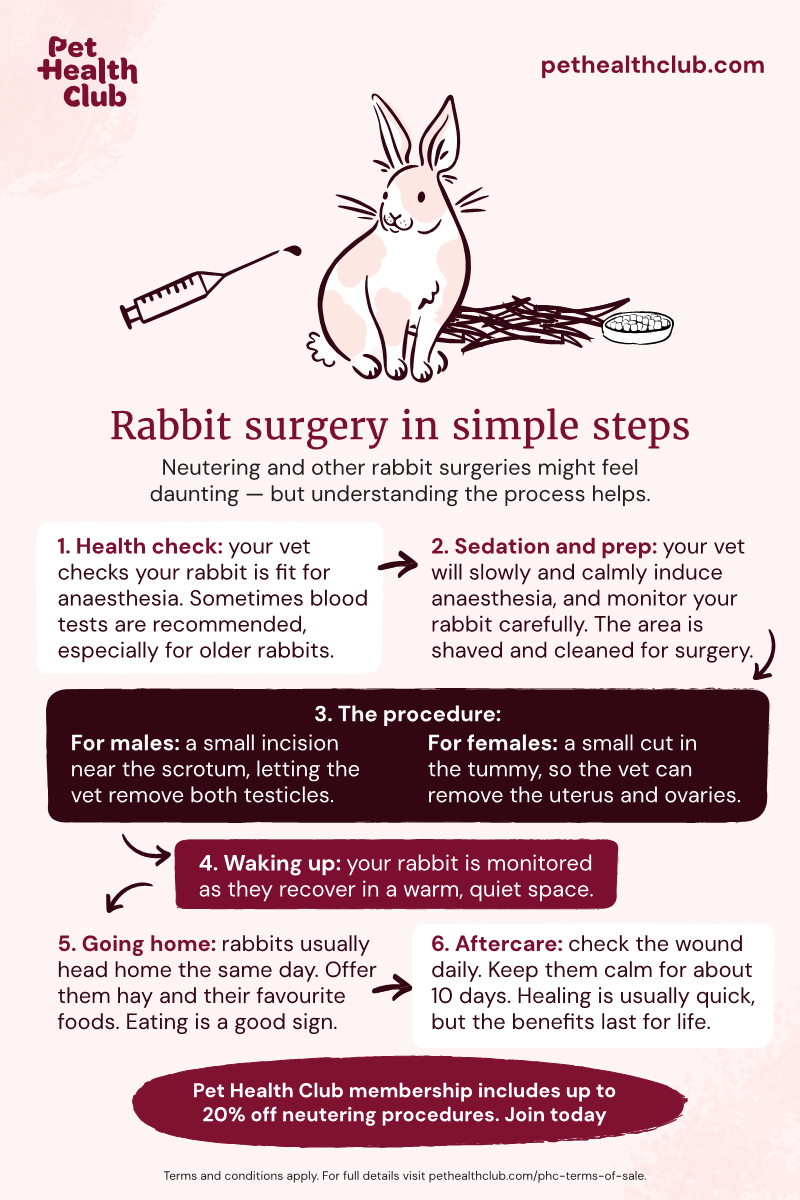 Pet Health Club infographic on the procedure of rabbit neutering step-by-step Pet Health Club infographic with a step-by-step guide to rabbit neutering, going over what to expect from your rabbit's surgery.