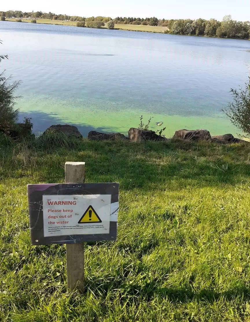 blue-green-lagae-body.png A photo of signage by a lake, warning dog owners that they need to keep their dogs out of the water. This is due to the risk of blue-green algae poisoning for dogs