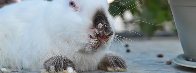 A rabbit with severe myxomatosis symptoms Myxomatosis symptoms appearing on a pet rabbit.