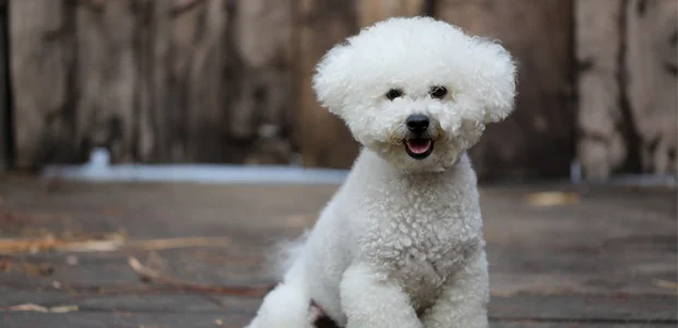 white bichon frise white bichon frise