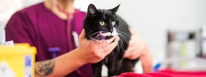 Feline Diabetes | Managing Diabetes in Cats cat veterinary check-up