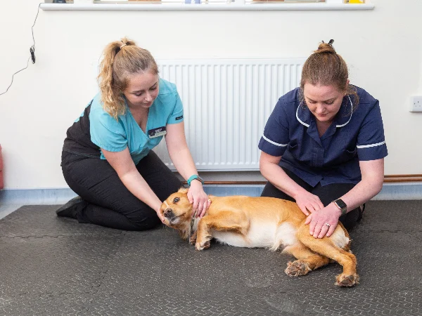 Dog being examined by vet and vet nurse Dog being examined by vet and vet nurse
