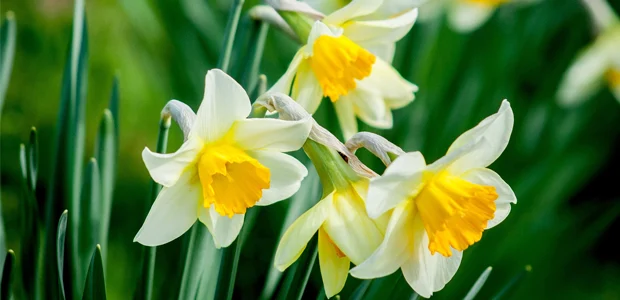daffodils daffodils