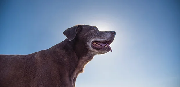 strokes-in-dogs-body-1.jpg Senior dog with sun shining behind