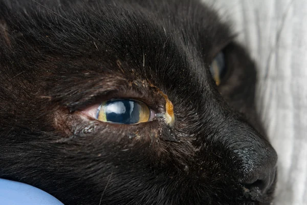 black cat with feline herpesvirus symptoms black cat with feline herpesvirus symptoms