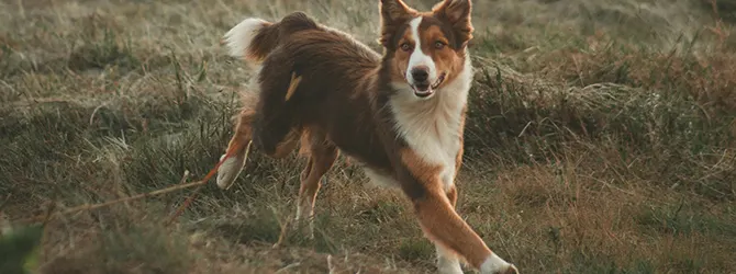 Dog running through the woods during autumn A photo of a dog in the autumn woods, accompanying an article on Seasonal Canine Illness. This mysterious disease can affect dogs like this one if they spend lots of time in grassy or wooded areas during the autumn months.